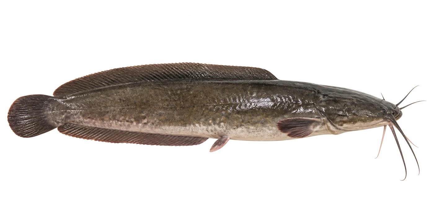 African Catfish
