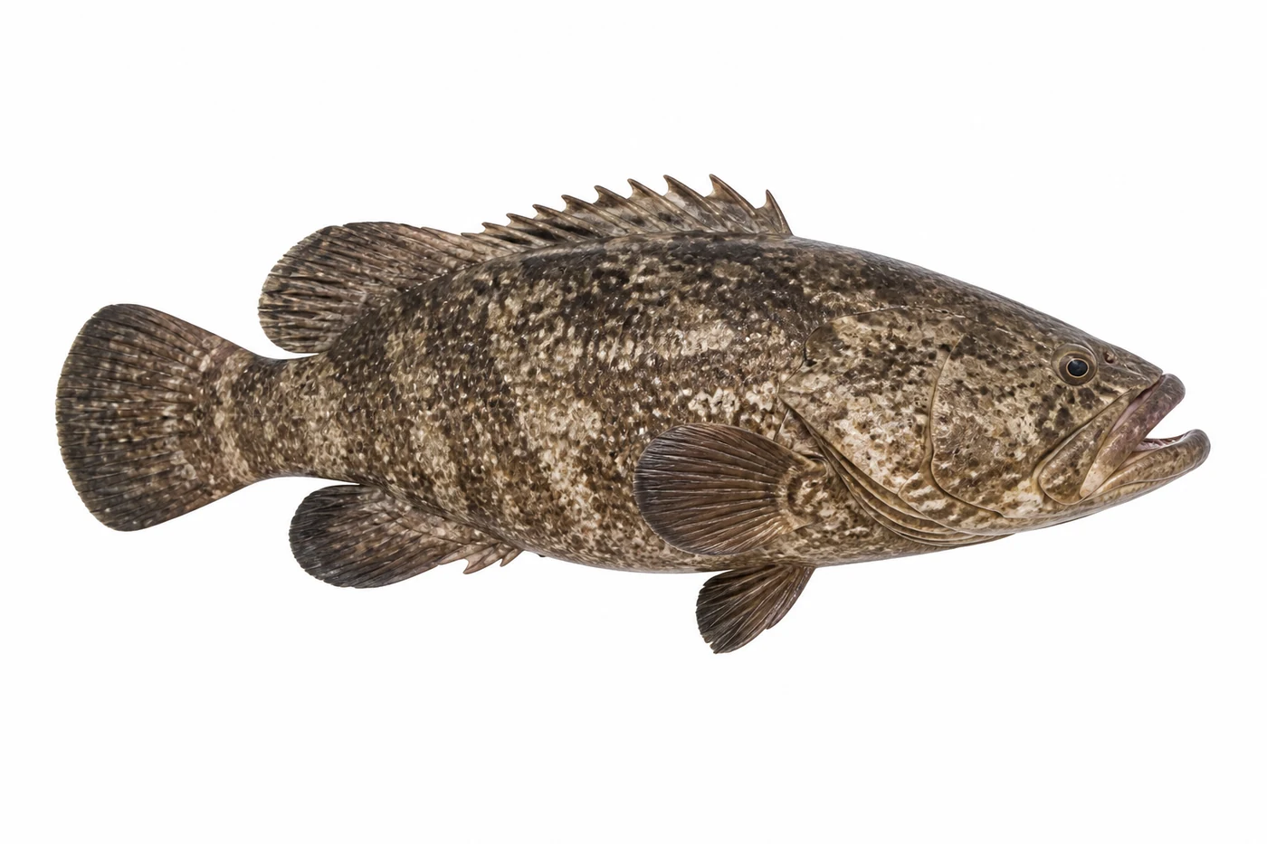 Grouper