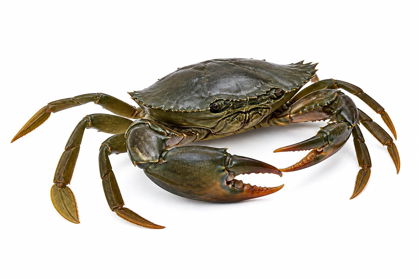 Giant Mud Crab