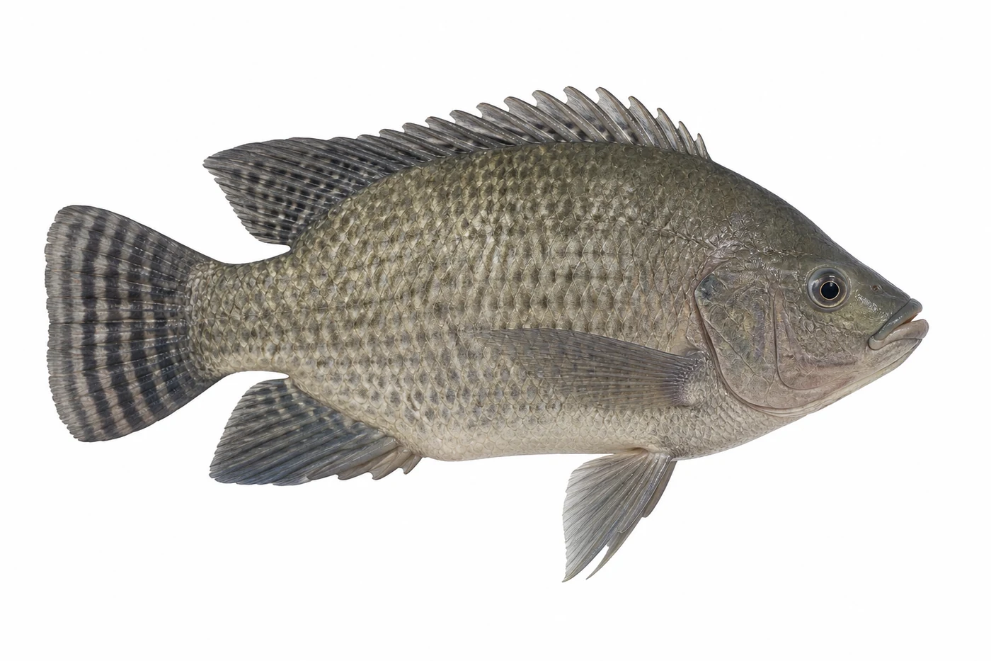 Nile Tilapia