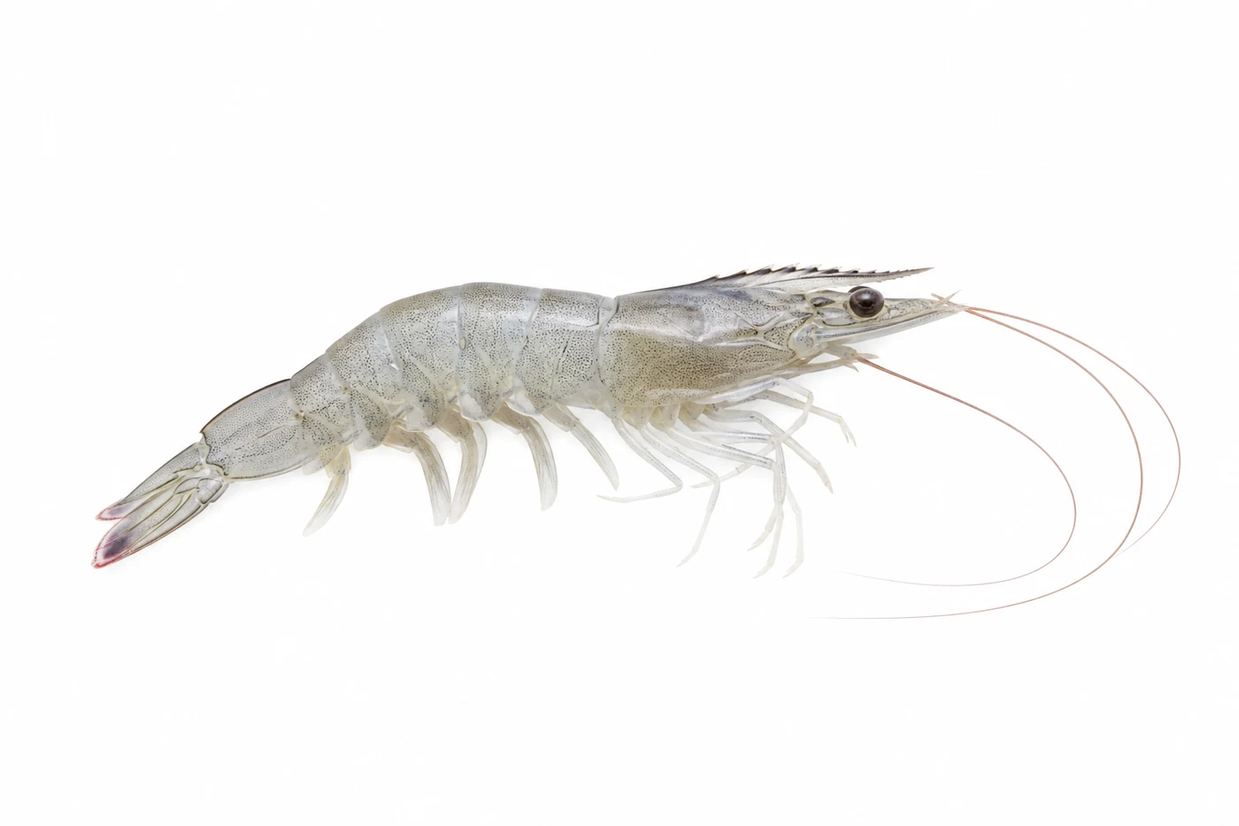 Pacific Whiteleg Shrimp